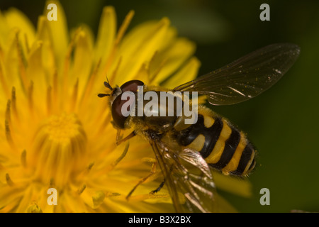 Photo macro d'un Hover-fly se nourrissant d'un pissenlit. Banque D'Images