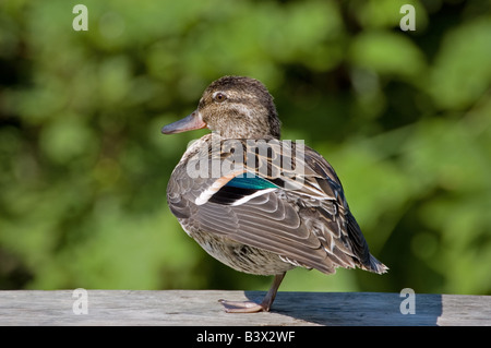 Un Green-Winged au repos la Sarcelle. Banque D'Images