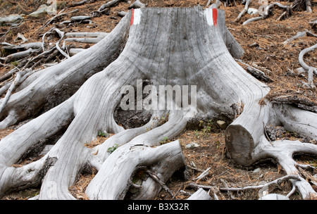 Souche d'arbre avec de grandes racines, ressemblant à une pieuvre, peint avec des panneaux de sentiers de randonnée dans une forêt Télésieges Sothern . Banque D'Images