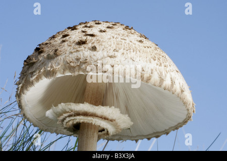 Shaggy Parasol, macrolepiota rhacodes, considéré dans un ciel bleu, montrant les branchies blanches Banque D'Images