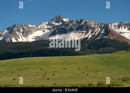 Un groupe de chevaux dans une prairie alpine à l'avant du Mt Wilson dans le San Juan Mountains près de Telluride au Colorado Banque D'Images