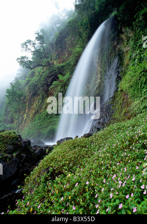 Fleurs sauvages et Cibeureum cascades, Parc National Mont Gede Pangrango, Java, Indonésie Banque D'Images