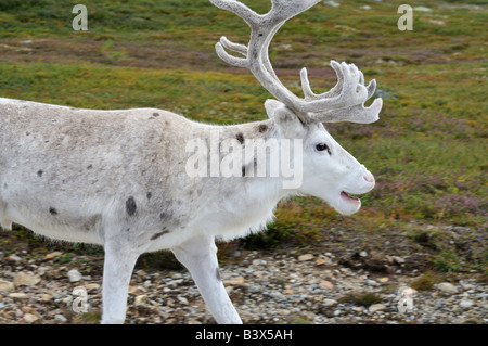 Le renne (Rangifer tarandus), dalarna, Suède Banque D'Images