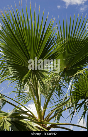 Sabal palmetto en Floride palm tree Banque D'Images