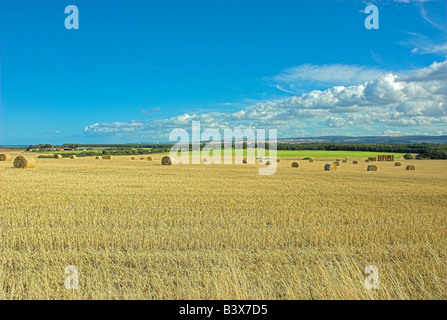 Bottes de foin dans le champ nr North Berwick East Lothian Banque D'Images