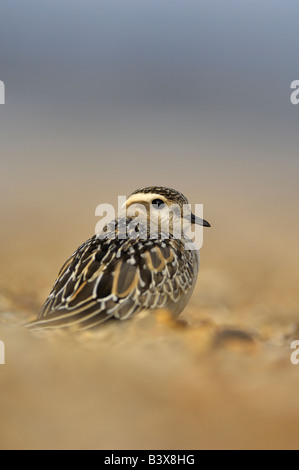 La « récent(d'Eurasie) Charadrius morinellus sur plage de galets Languard Suffolk Banque D'Images