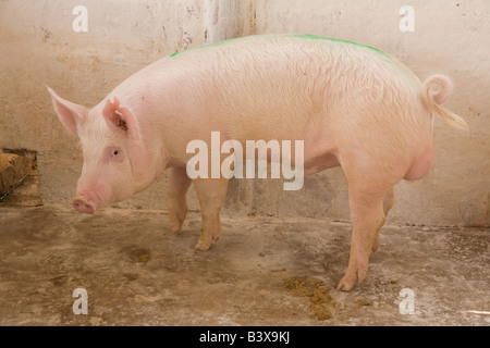 Verrat reproducteur sur une ferme porcine dans Kafuie Afrique Zambie Lusaka Banque D'Images