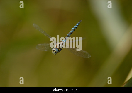 Libellule en vol Migrant Hawker Banque D'Images