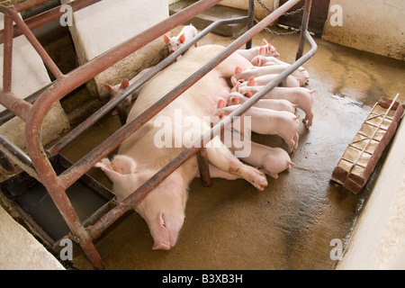 Unité d'élevage sur une exploitation porcine dans Kafuie Afrique Zambie Lusaka Banque D'Images