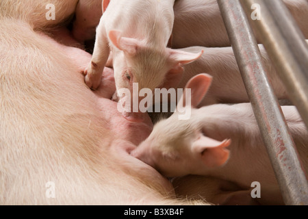 Unité d'élevage sur une exploitation porcine dans Kafuie Afrique Zambie Lusaka Banque D'Images