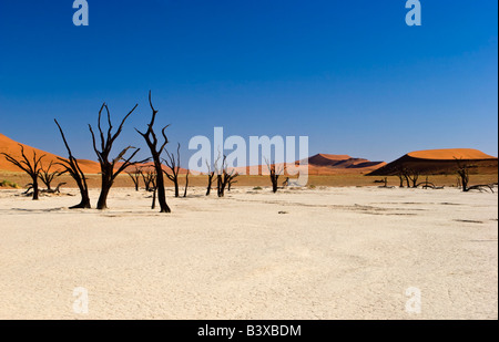 Deadvlei dans le Namib-Naukluft National Park, Namibie Banque D'Images