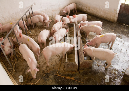 Les porcelets dans une ferme de l'Kafuie Afrique Zambie Lusaka Banque D'Images