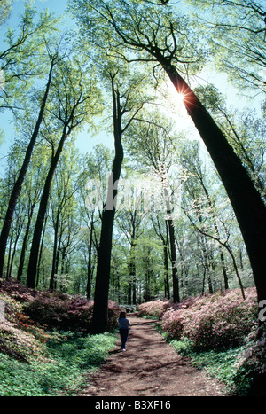 Femme marche sur un chemin parmi les azalées en fleurs et le cornouiller à Winterthur Museum & Gardens, Delaware, USA du nord Banque D'Images