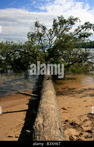 Arbre naturellement tombé sur le rivage aux États-Unis personne vertical haute résolution Banque D'Images