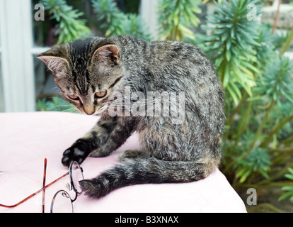 Chaton DE 3 MOIS À LA RECHERCHE DE VERRES Banque D'Images