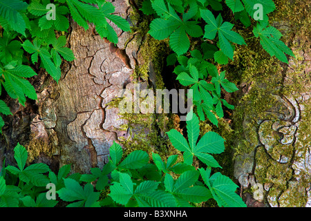 Le tronc et les feuilles des arbres Marron d'Olympic National Park Washington Banque D'Images