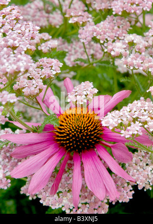 Échinacée purpurea Magnus Echincacea Jardins Oregon Oregon Banque D'Images