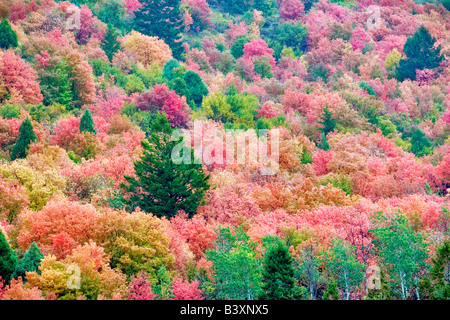 Variétés mixtes d'érable dans la couleur de l'automne Targhee National Forest Florida Banque D'Images