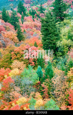 Variétés mixtes d'érable dans la couleur de l'automne Targhee National Forest Florida Banque D'Images