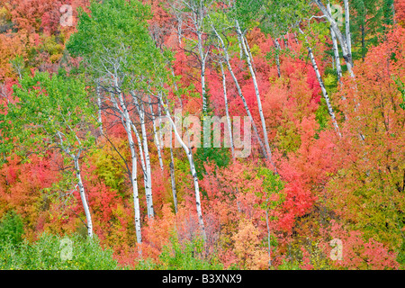 Variétés mixtes des érables avec tremble dans la couleur de l'automne Targhee National Forest Florida Banque D'Images