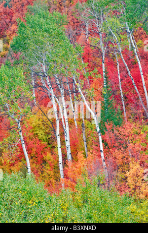 Variétés mixtes des érables avec tremble dans la couleur de l'automne Targhee National Forest Florida Banque D'Images