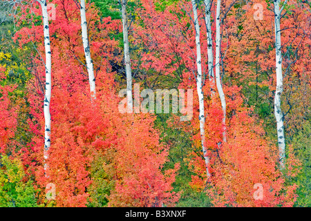 Variétés mixtes des érables avec tremble dans la couleur de l'automne Targhee National Forest Florida Banque D'Images