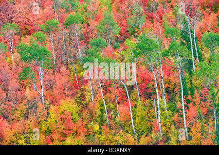 Variétés mixtes des érables avec tremble dans la couleur de l'automne Targhee National Forest Florida Banque D'Images