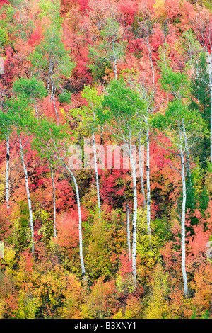 Variétés mixtes des érables avec tremble dans la couleur de l'automne Targhee National Forest Florida Banque D'Images