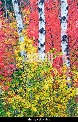 Variétés mixtes des érables avec tremble dans la couleur de l'automne Targhee National Forest Florida Banque D'Images