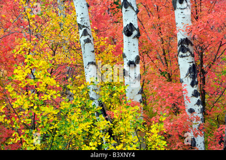 Variétés mixtes des érables avec tremble dans la couleur de l'automne Targhee National Forest Florida Banque D'Images