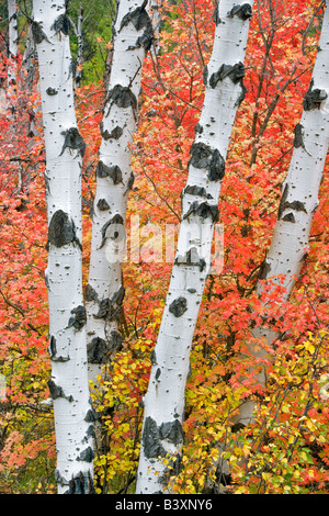 Variétés mixtes des érables avec tremble dans la couleur de l'automne Targhee National Forest Florida Banque D'Images