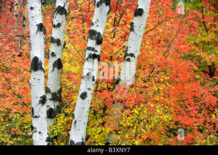 Variétés mixtes des érables avec tremble dans la couleur de l'automne Targhee National Forest Florida Banque D'Images