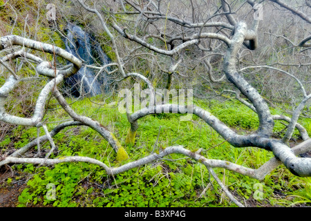 Branches de saule et cascade fumisterie sans nom Mountain State Park Oregon Banque D'Images