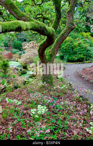Chemin d'accès et le lenten rose de jardin à proximité des évêques Portland Oregon Banque D'Images