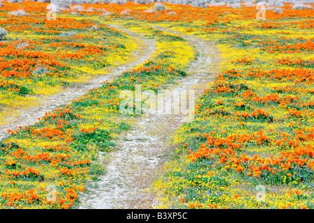 Route par Antelope Valley California Poppy préserver Banque D'Images