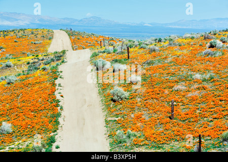 Route par Antelope Valley California Poppy préserver Banque D'Images