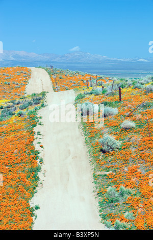 Route par Antelope Valley California Poppy préserver Banque D'Images