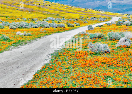 Route par Antelope Valley California Poppy préserver Banque D'Images