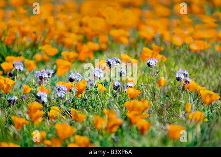 Lacy phacelia Phacelia cryptantha et coquelicots de Californie Antelope Valley California Poppy préserver Banque D'Images