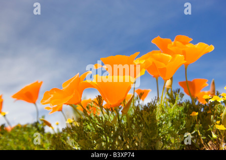 Coquelicots de Californie Antelope Valley California Poppy préserver Banque D'Images