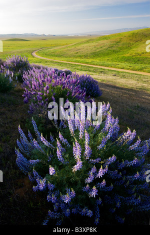 Bush intérieur Lupin densiflore Lupinus albifrons Carrizo Plain Californie Banque D'Images