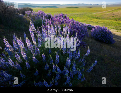 Bush intérieur Lupin densiflore Lupinus albifrons Carrizo Plain Californie Banque D'Images