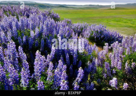 Bush intérieur Lupin densiflore Lupinus albifrons Carrizo Plain Californie Banque D'Images