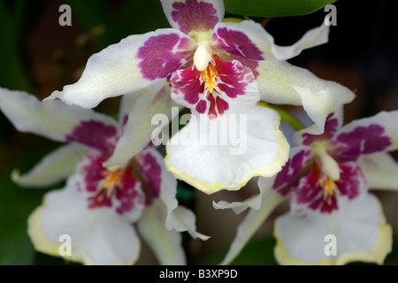 Orchidée pourpre non identifiés Banque D'Images