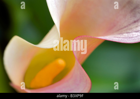 Aruba Californie Callas Zantedeschia sp Banque D'Images