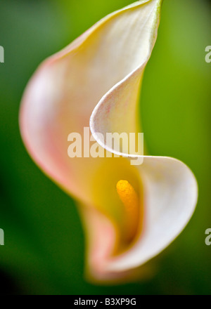 Aruba Californie Callas Zantedeschia sp Banque D'Images