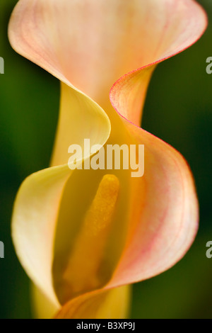 Aruba Californie Callas Zantedeschia sp Banque D'Images