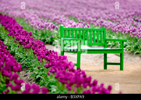 Banc vert dans champ de tulipes tulipe de sabots de bois d'Oregon Oregon Ferme Ferme Tulip Banque D'Images