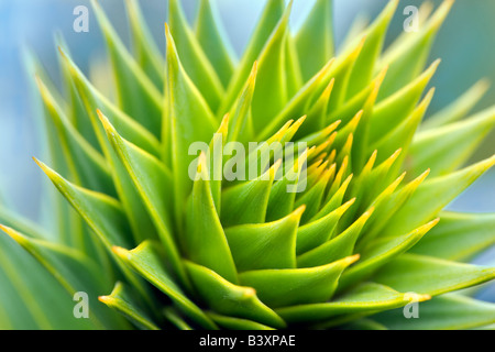 Astuce arbre monkey puzzle acaucana Araucaria Oregon Banque D'Images