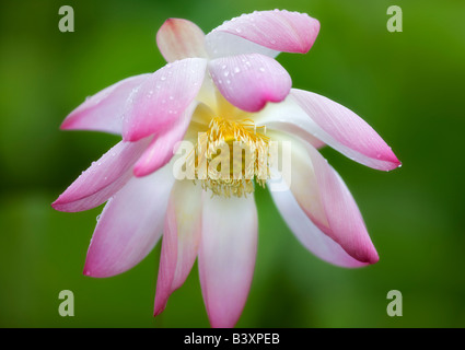Close up of lotus blossom avec gouttes de pluie Kauai Hawaii Banque D'Images